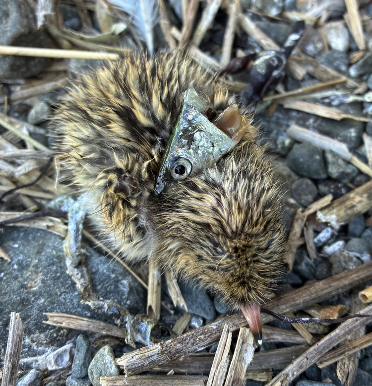 Roseate Tern chick with a fish head - North Brother - June 21, 2026
